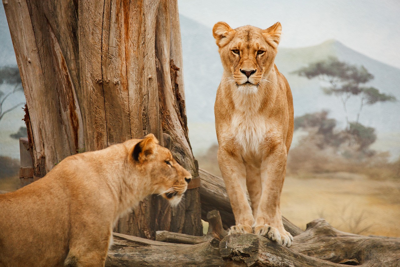 Leones Animales Zoo - Foto gratis en Pixabay - Pixabay