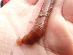 lugworm, worm, arenicola marina