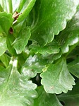 plant, kalanchoe blossfeldiana, leaves