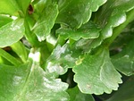 plant, kalanchoe blossfeldiana, leaves