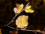 leaves, fall foliage, disease