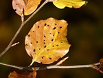 leaves, fall foliage, disease