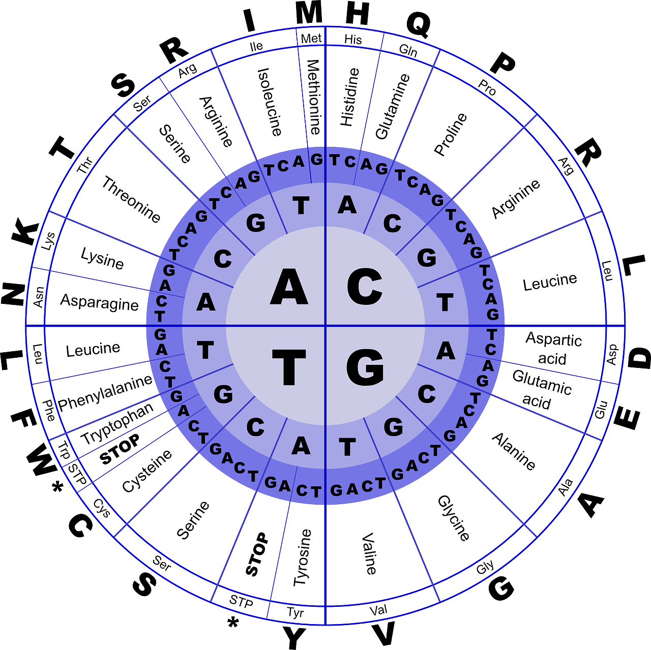 Download Dna, Amino Acids, Biology. Royalty-Free Vector Graphic - Pixabay