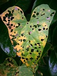 leaf, eaten on, holey