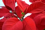 poinsettia, christmas star, euphorbia pulcherrima