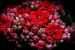 kalanchoe, flaming käthchen, red