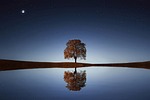 tree, sunlight, background