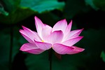 lotus, flower, summer