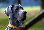 dog, black, portrait