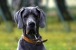 dog, black, portrait