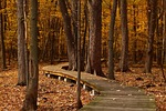 fall, leaves, trail