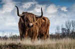 bull, landscape, nature