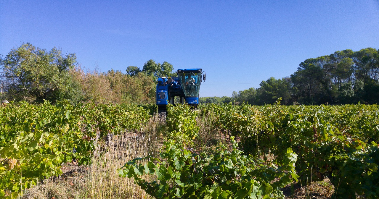 Grape Harvest Harvester Vine - Free photo on Pixabay - Pixabay