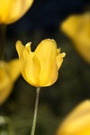 tulip, yellow, yellow tumor