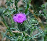 thistle, acker thistle, creeping thistle