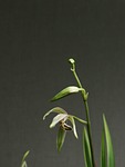 orchid, flower, white