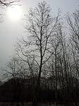 winter, wood, winter tree