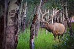 elk, forest, nature