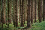 forest, trees, branches