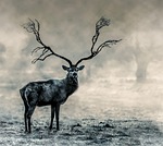 stag, wildlife, nature