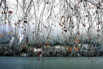 twigs, hanging, delicate