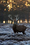 deer, winter, nature