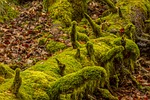 moss, nature, wood