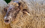 sheep, wool, animal