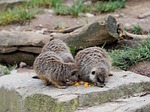 meerkat, animal, fur