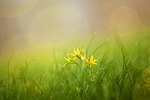 grass, field, nature