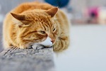 cute, animal, cat