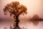 tree, nature, dawn