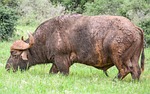 mammal, animal, bull