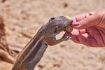 gophers, eat, feed