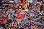 stones, pebbles, leaves