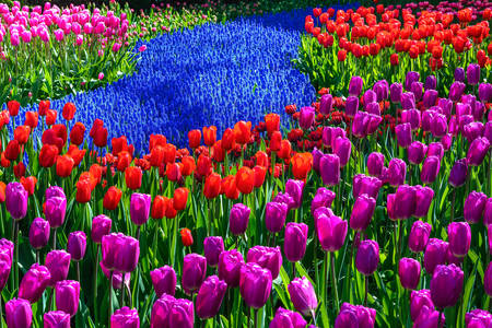 Tulip garden