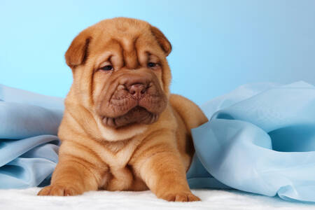 Sharpei puppy