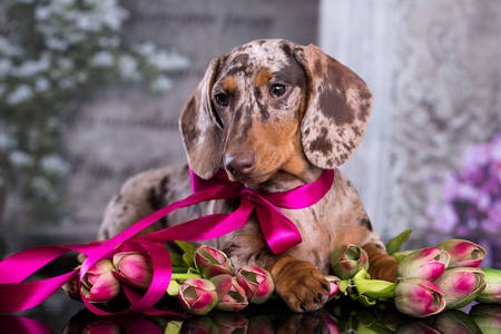 Marble dachshund