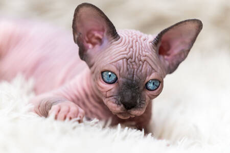 Chaton Sphynx canadien