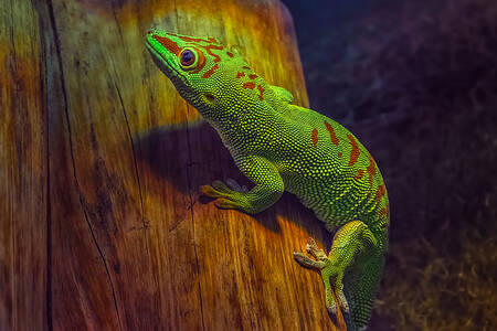 Gecko on a tree