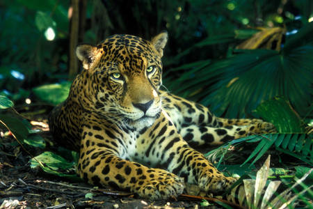 Jaguar in the rainforest