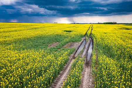 Rapeseed fields