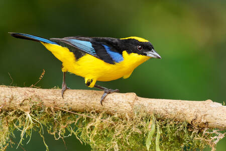 Tanager de munte cu aripi albastre