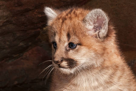 Gatito Puma