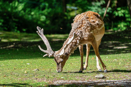 Persian fallow deer