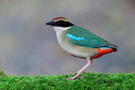 Fairy pitta