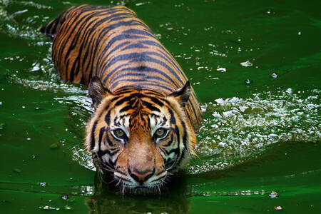 Tiger in the river