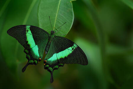 Green butterfly