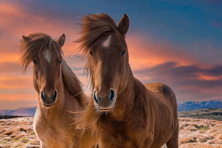 Two Icelandic horses