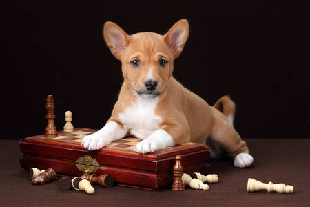 Basenji-Welpe mit Schach